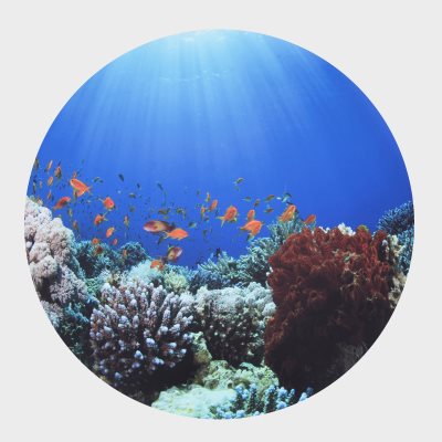 Tapis de jeu - découverte sous la mer